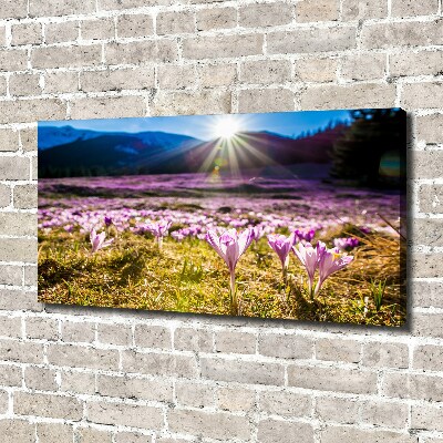 Canvas wall art Crocuses in the clearing