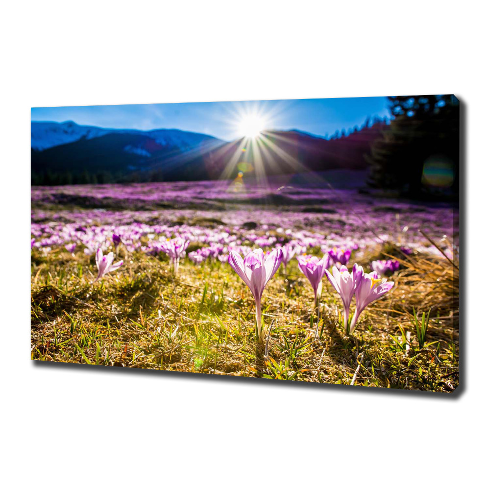 Canvas wall art Crocuses in the clearing