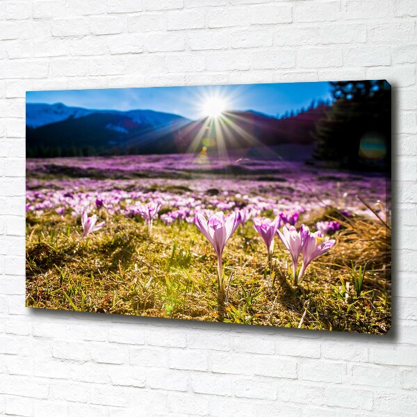 Canvas wall art Crocuses in the clearing