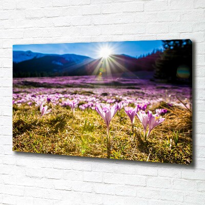 Canvas wall art Crocuses in the clearing