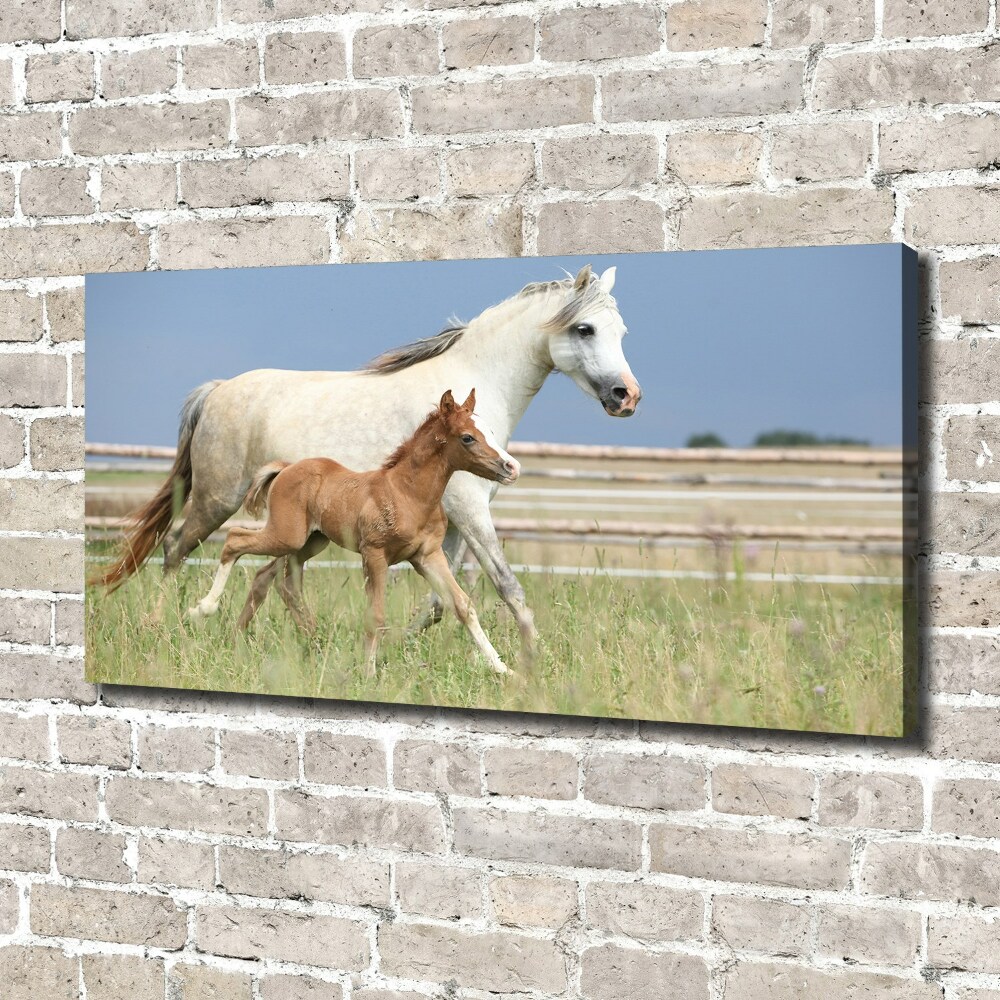 Canvas print Mare with foal