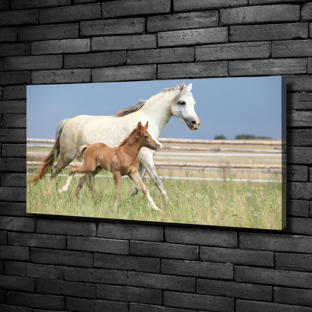 Canvas print Mare with foal