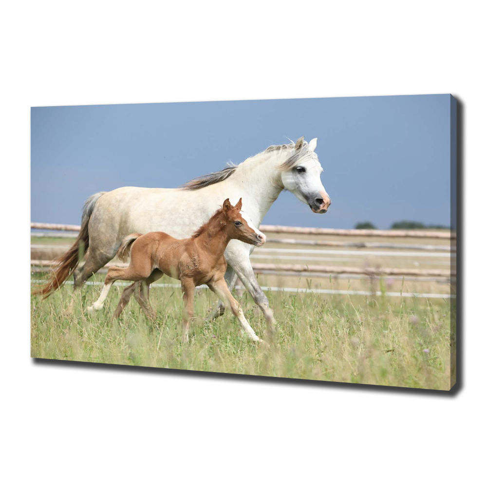 Canvas print Mare with foal