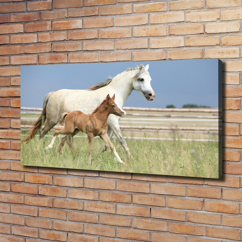 Canvas print Mare with foal