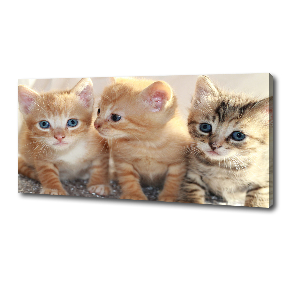 Wall art canvas large Little cats