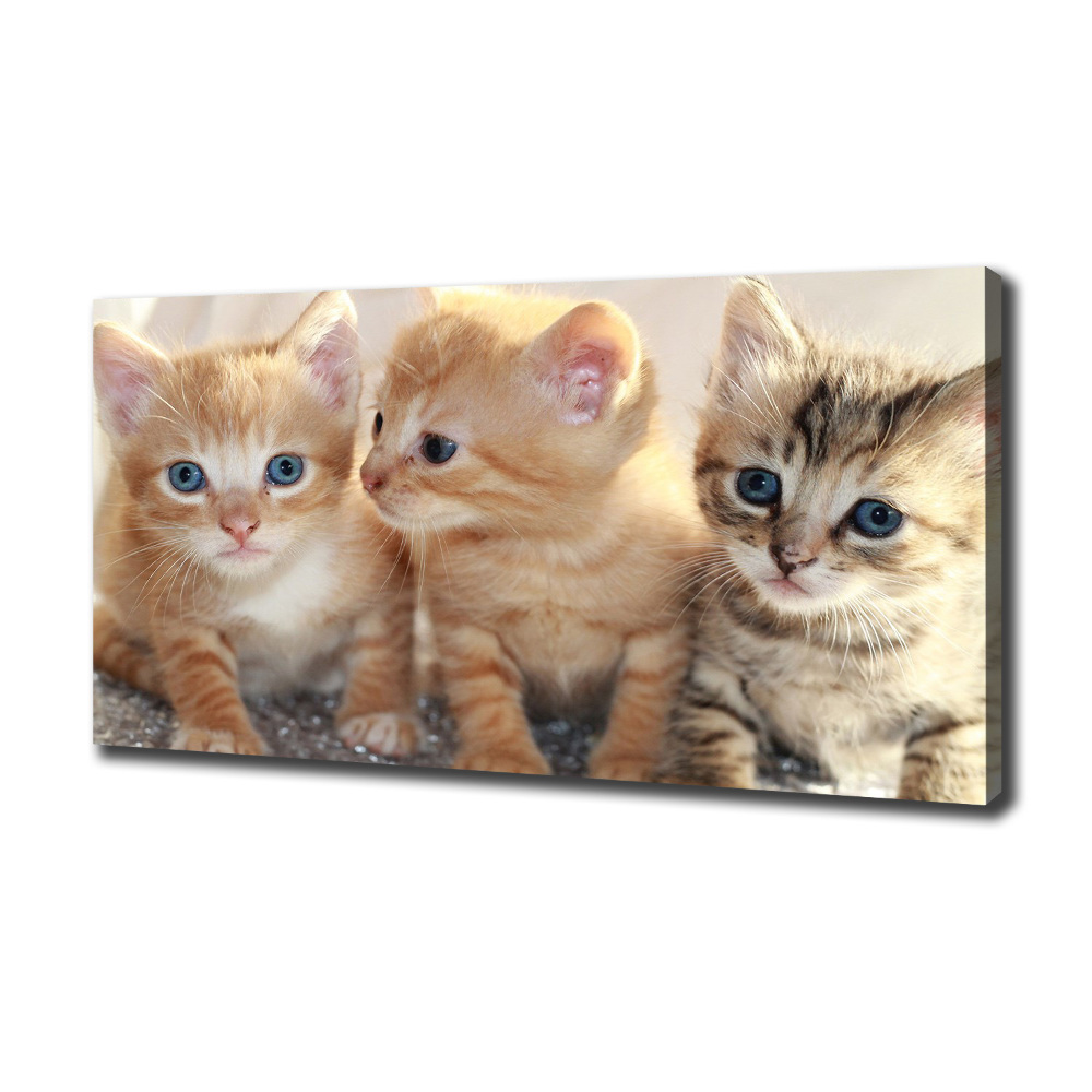 Wall art canvas large Little cats