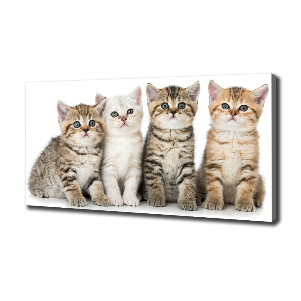 Canvas wall art Little cats