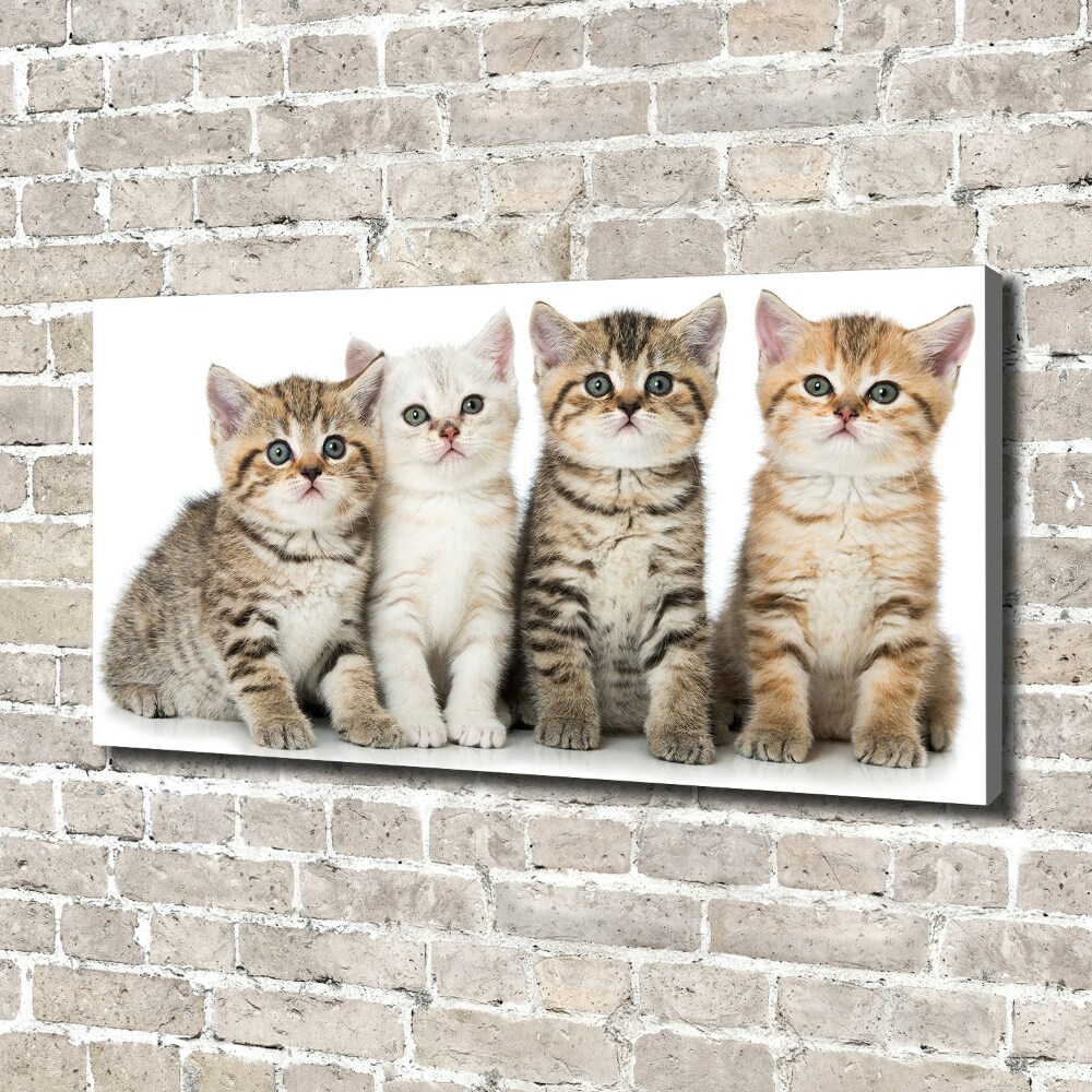 Canvas wall art Little cats