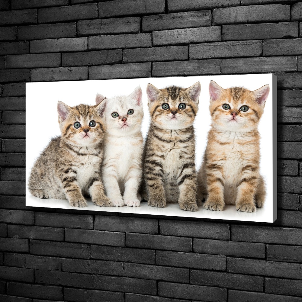 Canvas wall art Little cats