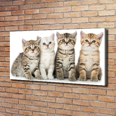 Canvas wall art Little cats