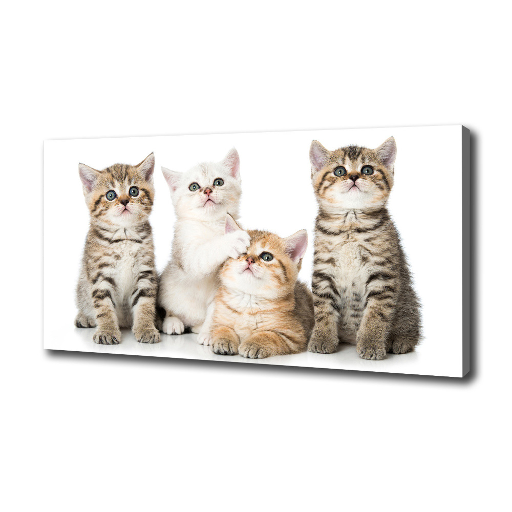 Canvas wall art Little cats