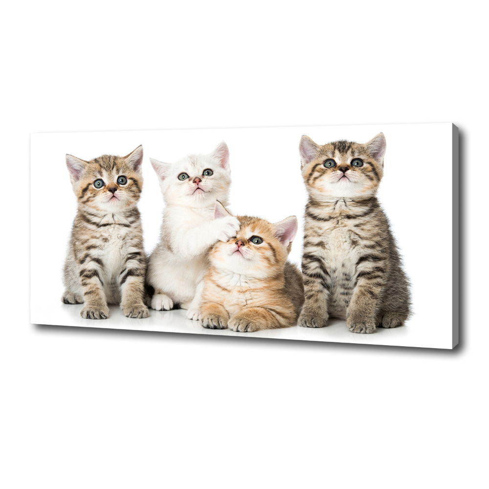 Canvas wall art Little cats