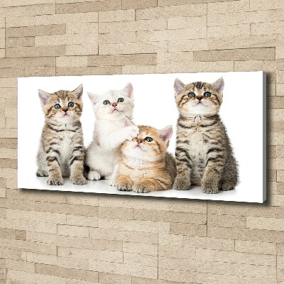 Canvas wall art Little cats