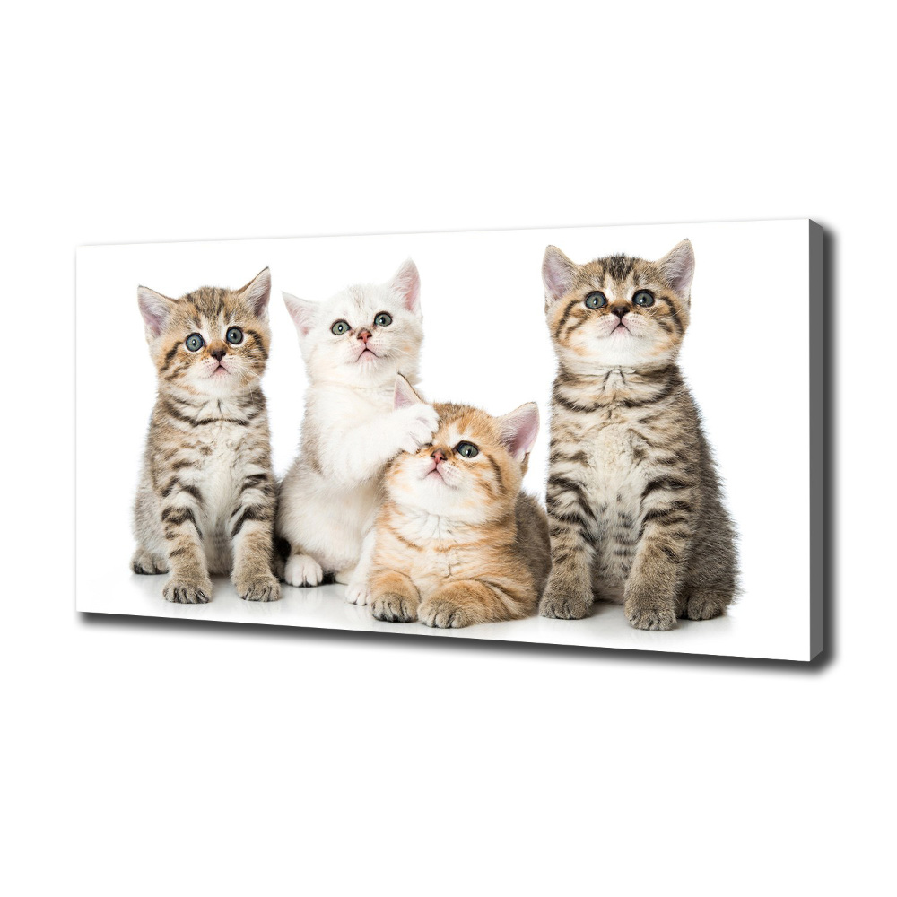 Canvas wall art Little cats