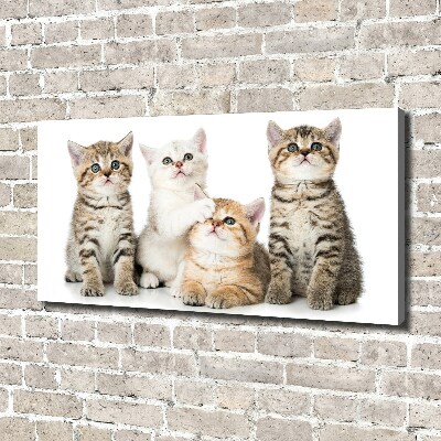 Canvas wall art Little cats