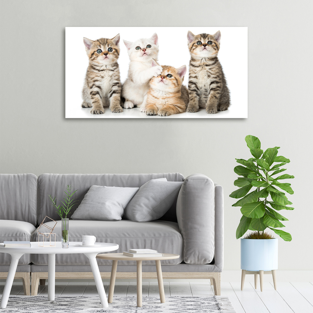 Canvas wall art Little cats