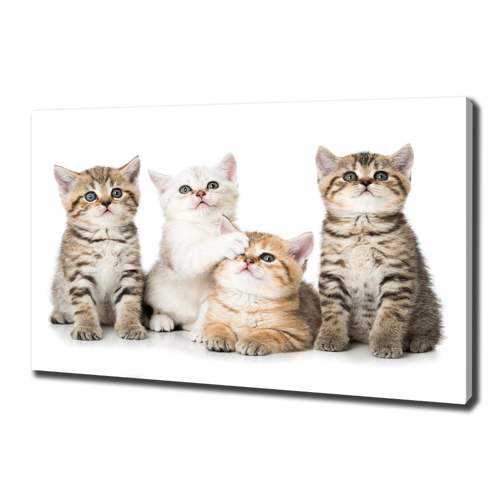 Canvas wall art Little cats