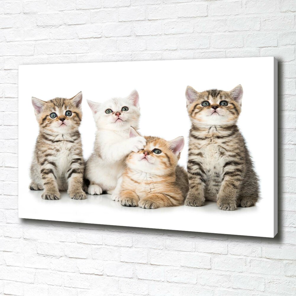 Canvas wall art Little cats