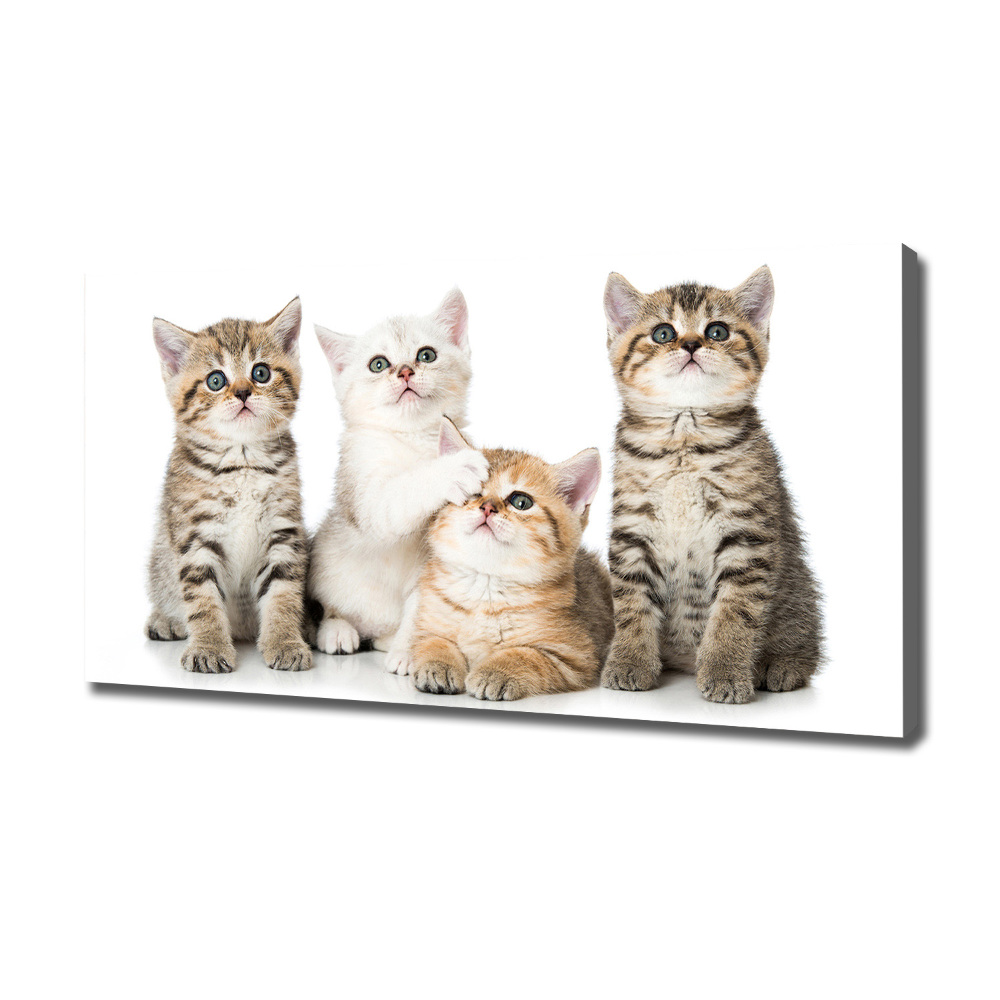 Canvas wall art Little cats