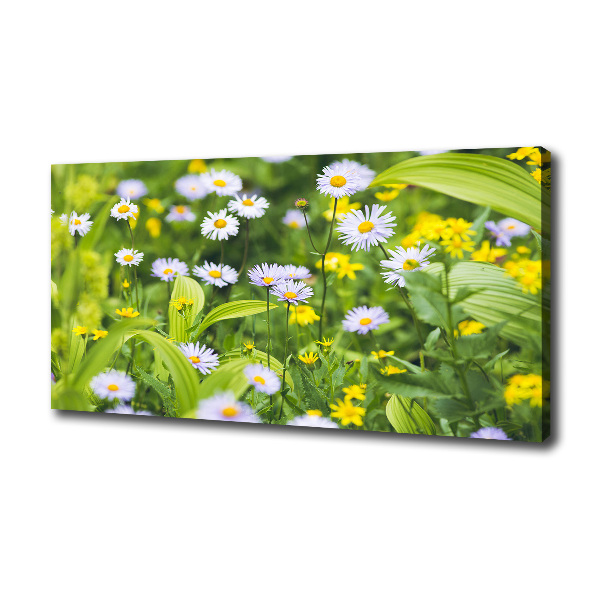 Daisy