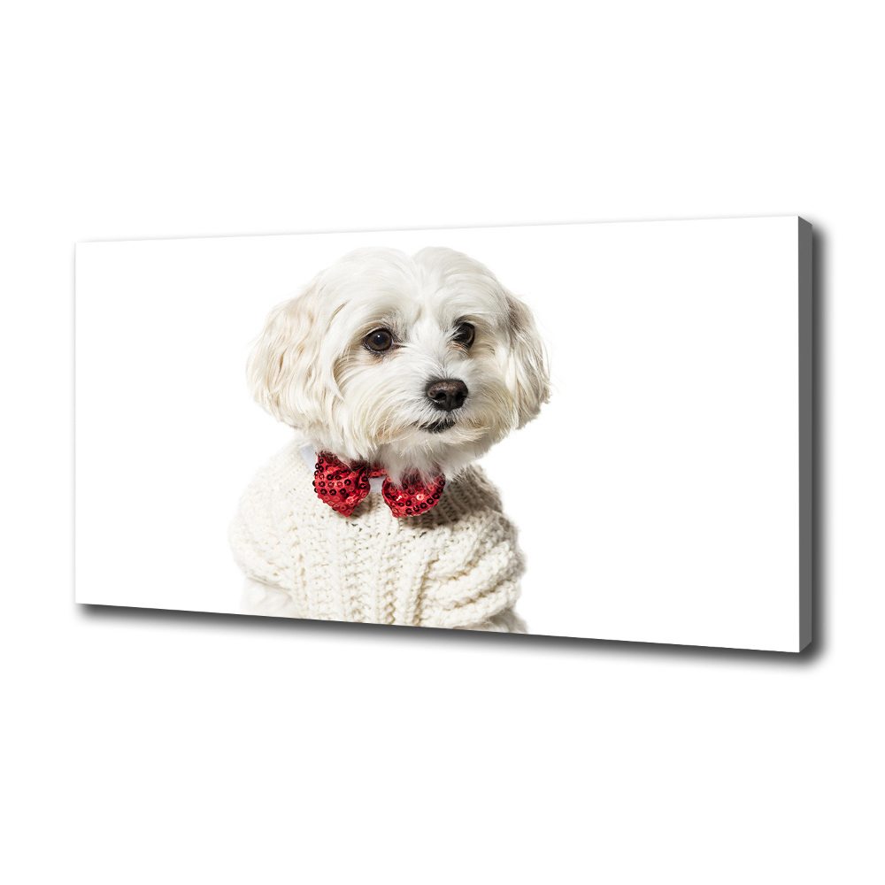 Wall art canvas large Maltese in a bow tie