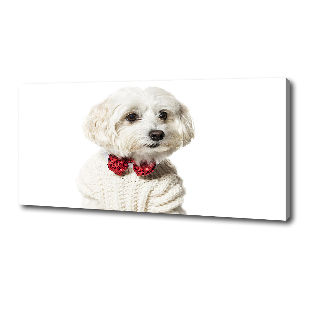 Wall art canvas large Maltese in a bow tie