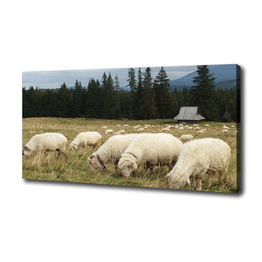 Large canvas wall art Grazing sheep