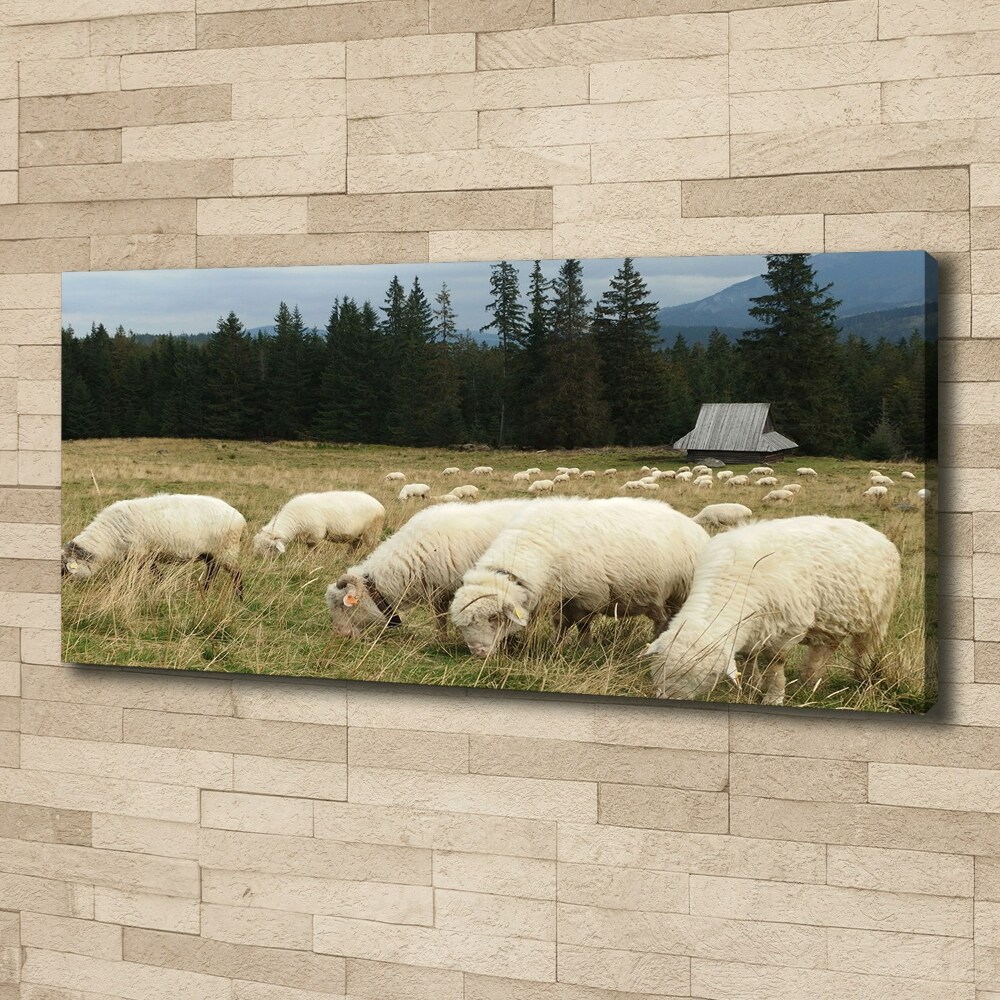 Large canvas wall art Grazing sheep