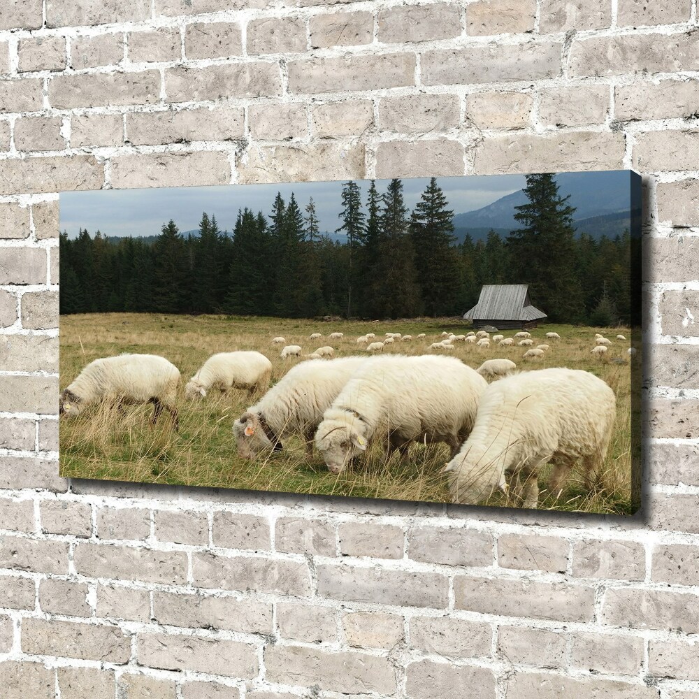 Large canvas wall art Grazing sheep