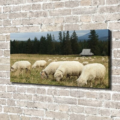 Large canvas wall art Grazing sheep