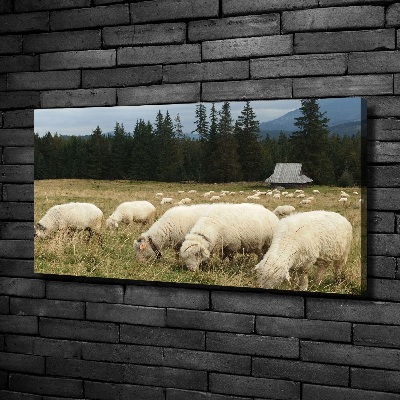 Large canvas wall art Grazing sheep