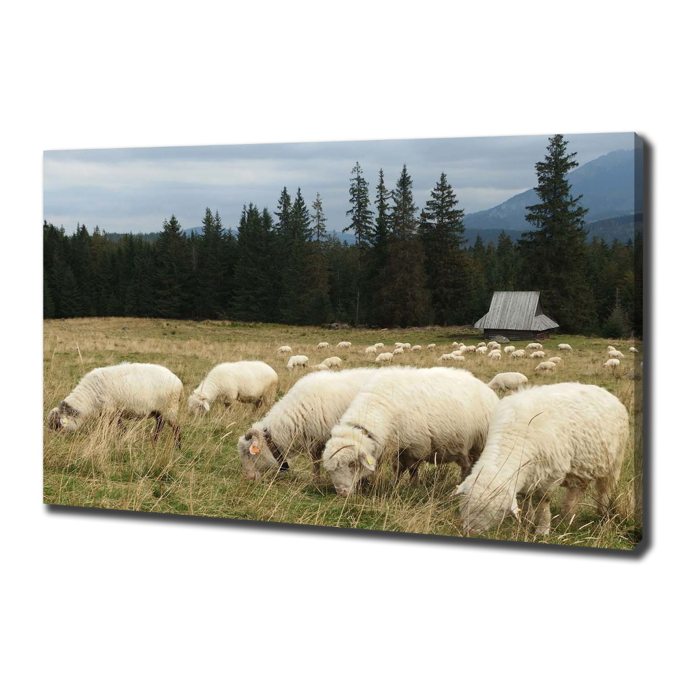 Large canvas wall art Grazing sheep