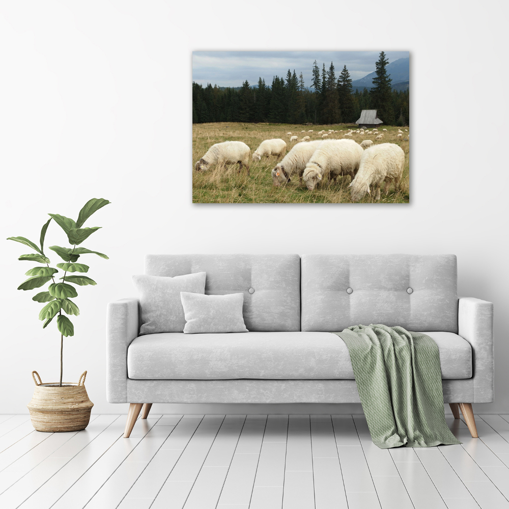 Large canvas wall art Grazing sheep