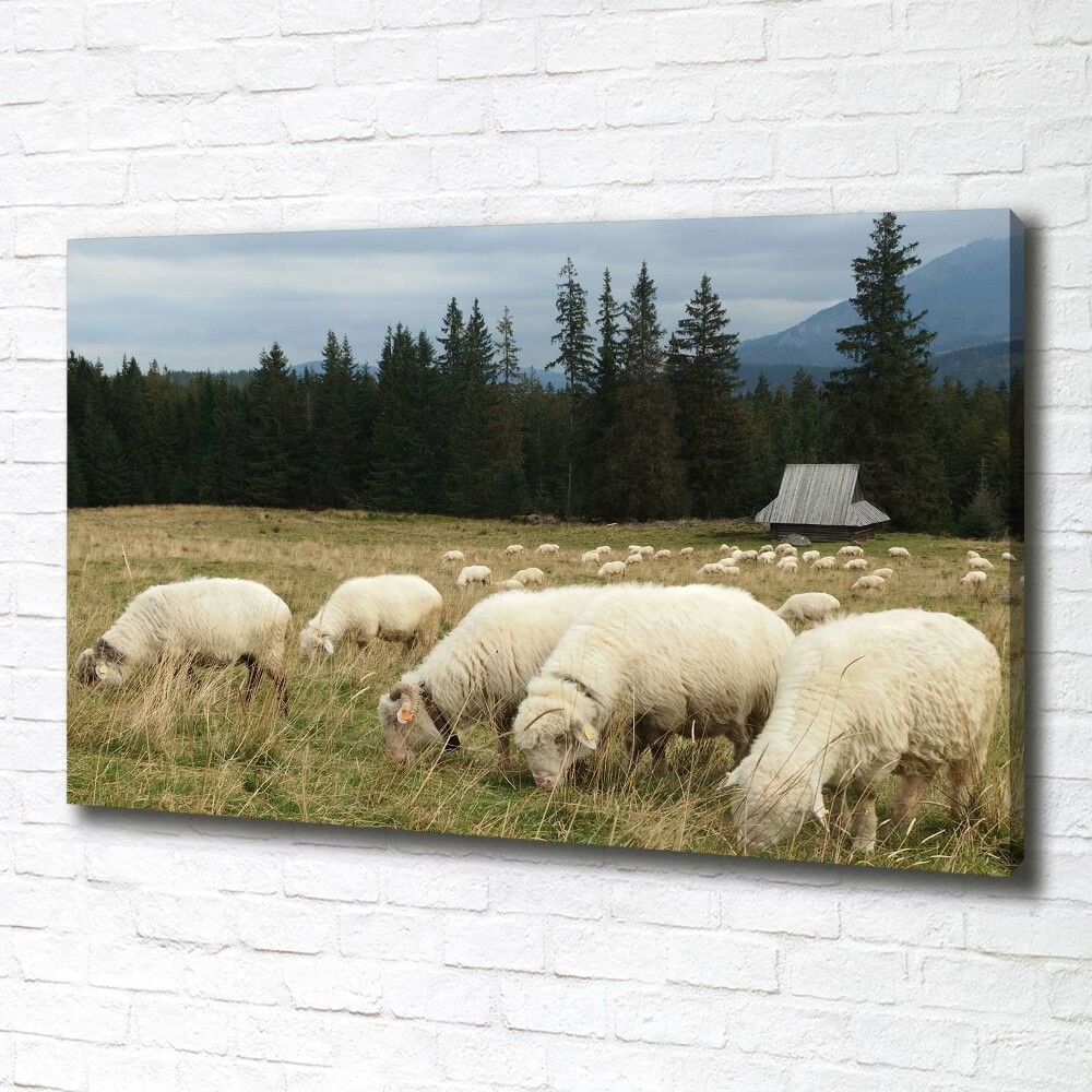 Large canvas wall art Grazing sheep