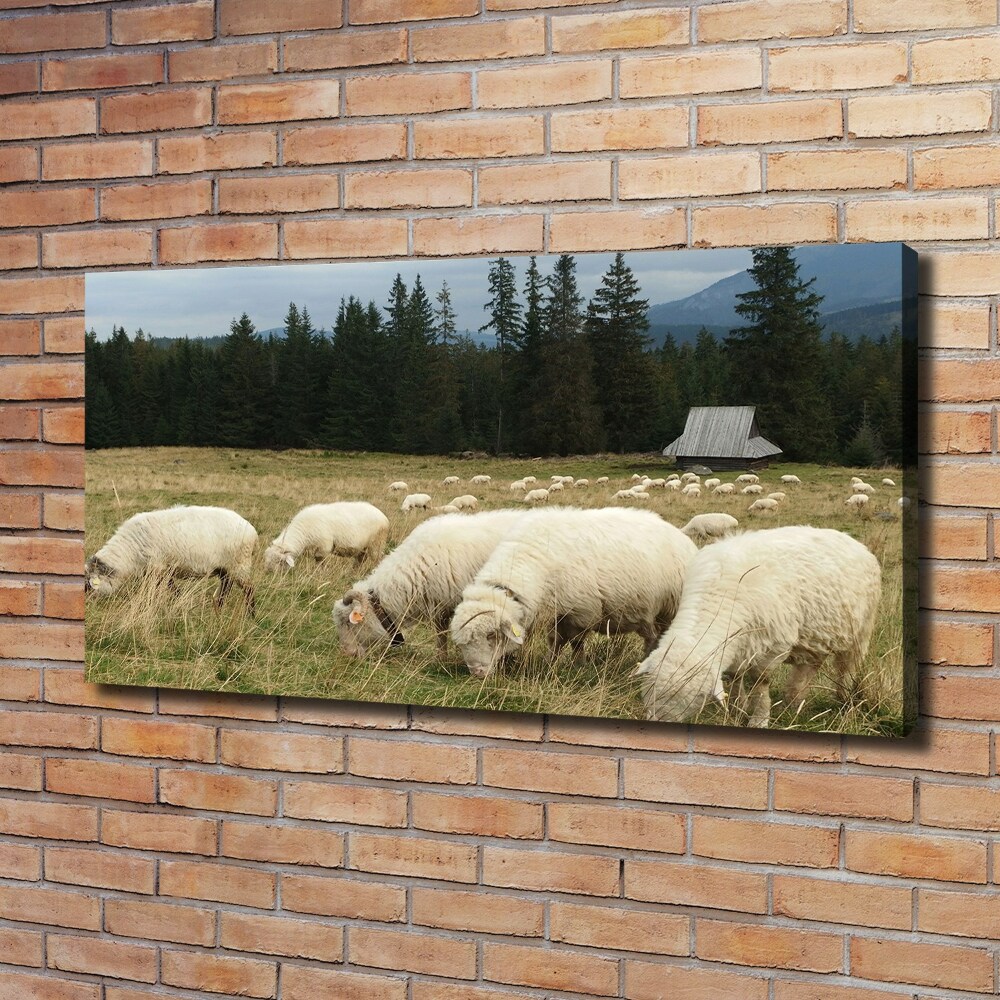 Large canvas wall art Grazing sheep