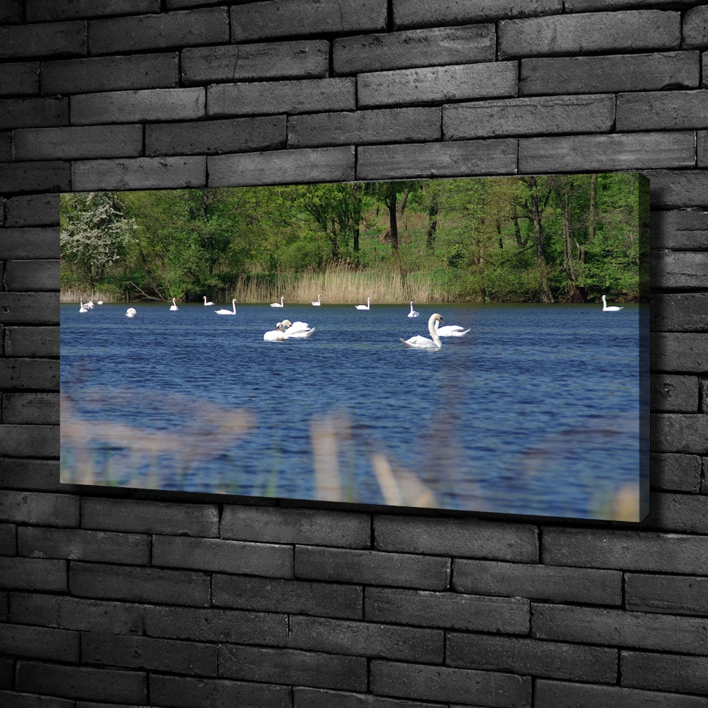 Canvas wall art White swans