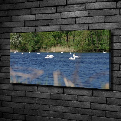 Canvas wall art White swans