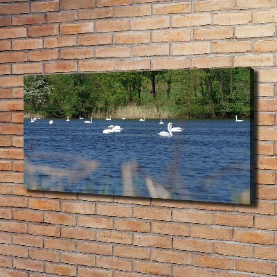 Canvas wall art White swans