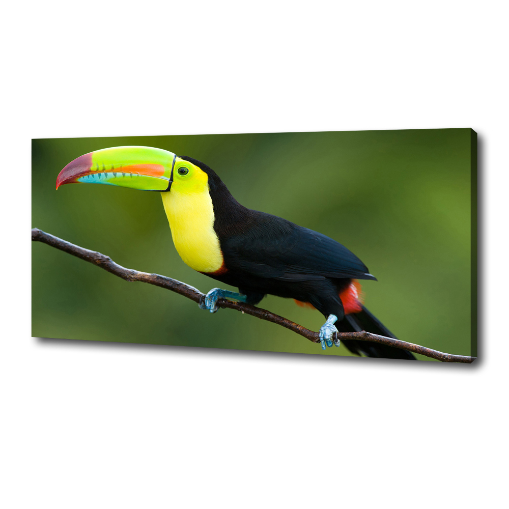 Canvas wall art Toucan