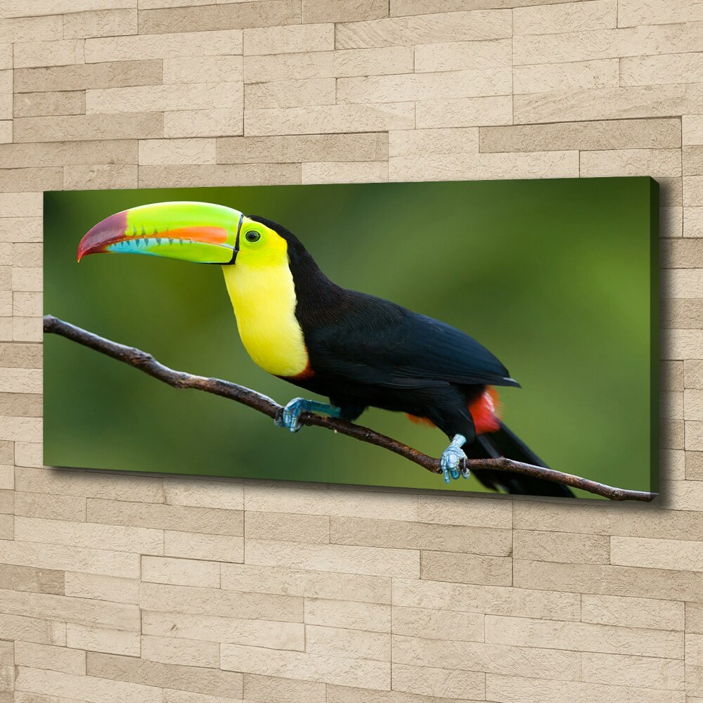 Canvas wall art Toucan