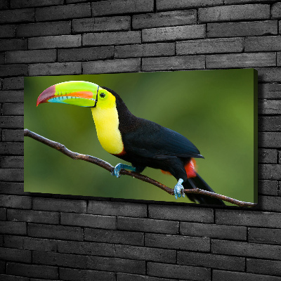 Canvas wall art Toucan