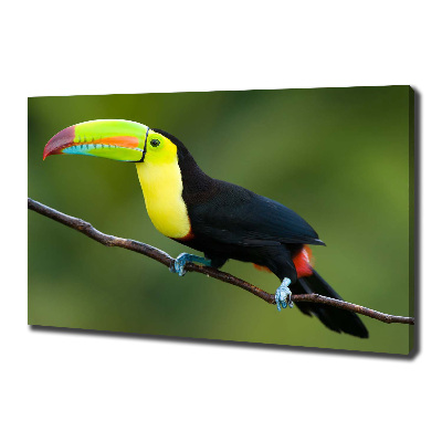 Canvas wall art Toucan