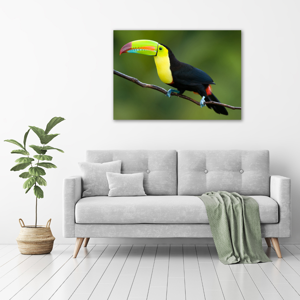 Canvas wall art Toucan