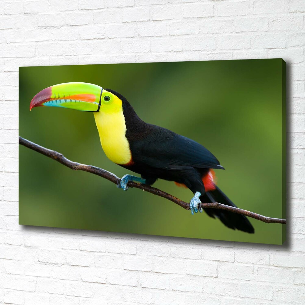 Canvas wall art Toucan