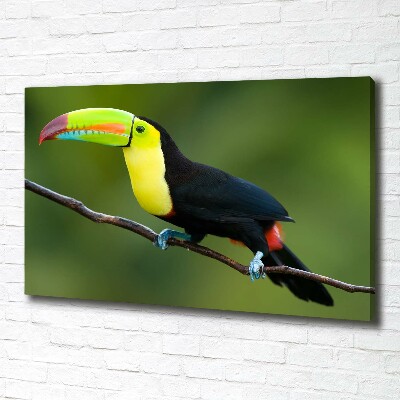 Canvas wall art Toucan