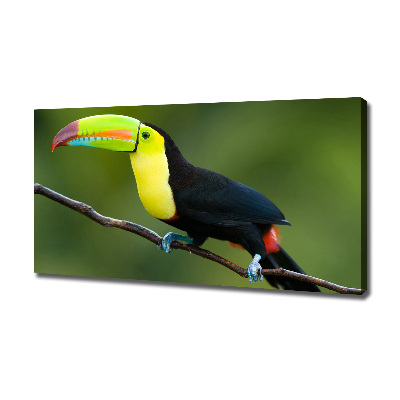 Canvas wall art Toucan