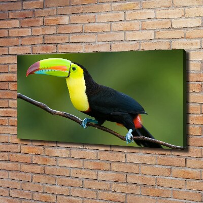 Canvas wall art Toucan