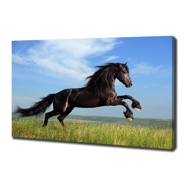 Large canvas wall art Black horse in the meadow