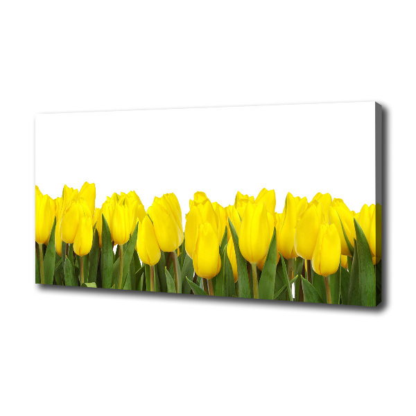Yellow tulips