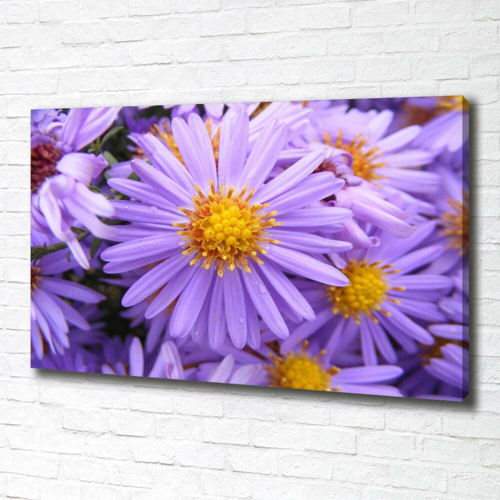 Canvas wall art Asters